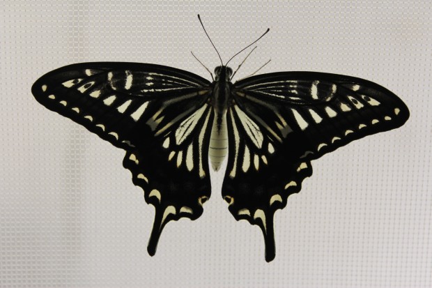 ナミアゲハの羽化 - The japanese swallowtail butterfly emergence