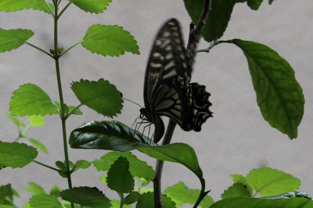 ナミアゲハの産卵 - The japanese swallowtail butterfly laying eggs