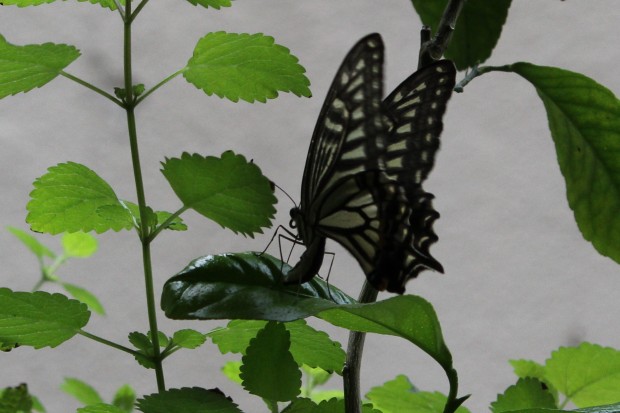 ナミアゲハの産卵 - The japanese swallowtail butterfly laying eggs