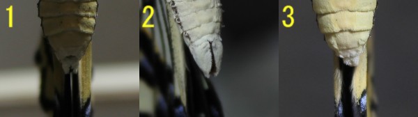 ナミアゲハの雌雄 - The japanese swallowtail butterfly gender
