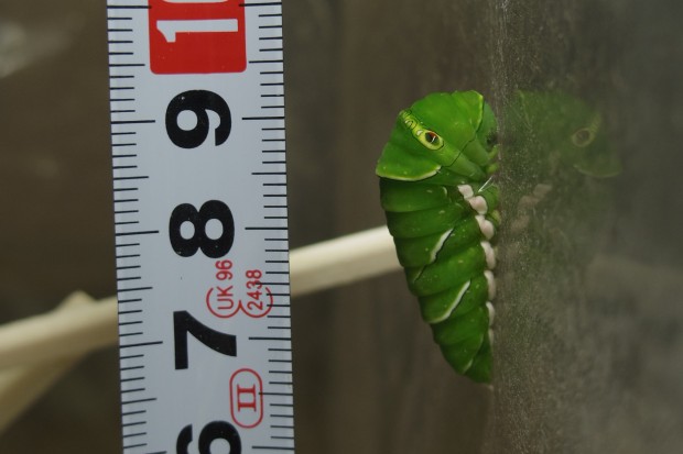 ナミアゲハの前蛹 - The japanese swallowtail butterfly prepupae
