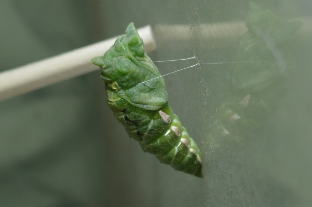 ナミアゲハの蛹 - The japanese swallowtail butterfly pupae