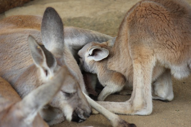 カンガルー - Kangaroos
