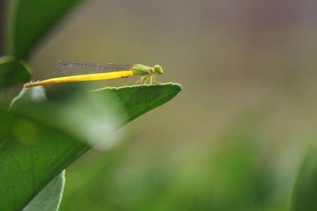 キイロイトトンボ - Dragonfly