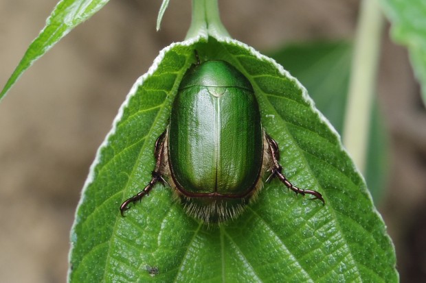 コガネムシ - Scarab beetle