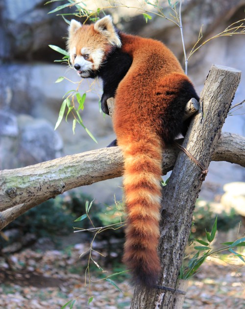 レッサーパンダ - Styan’s red panda