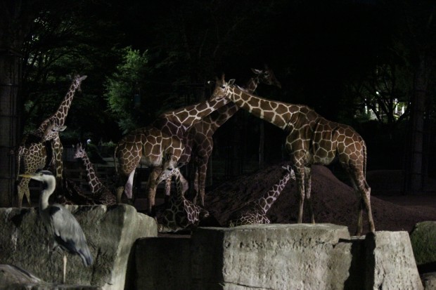 多摩動物公園サマーナイト 2012 - The summer night at TamaZoo 2012