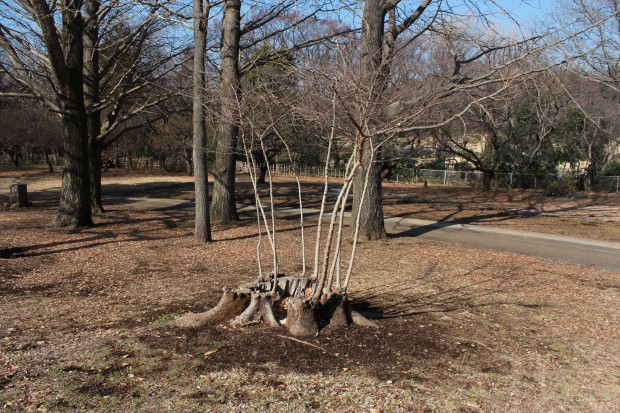 アーティスティックな木 - Amaging tree in Japan