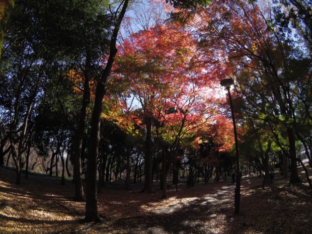 砧公園の紅葉 - Autumn foliage at Kinuta park in Japan