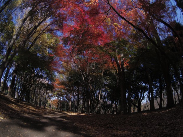 砧公園の紅葉 - Autumn foliage at Kinuta park in Japan