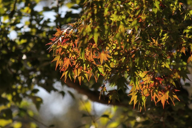 多摩動物公園の紅葉 - Autumn foliage at tama zoological park
