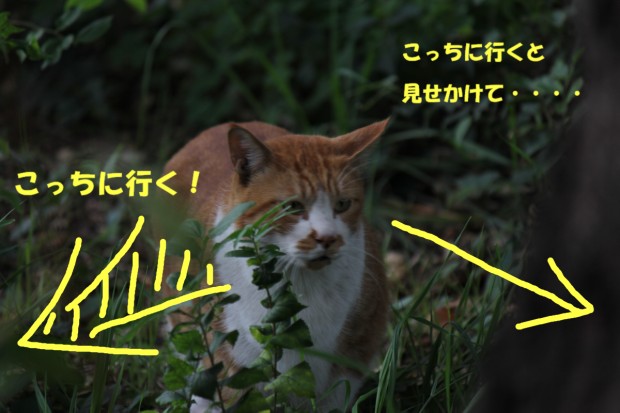 大蔵運動公園の野良猫 - A cat at Ookura undou park