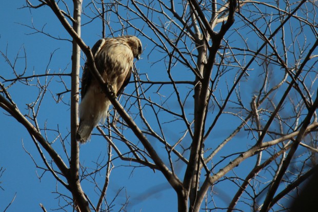 ノスリ - Common Buzzard