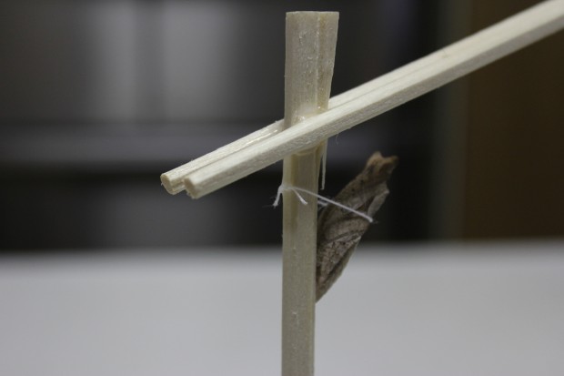 落下したナミアゲハの蛹と前蛹の救出方法 - How to rescue a japanese swallowtail butterfly pupae and prepupae