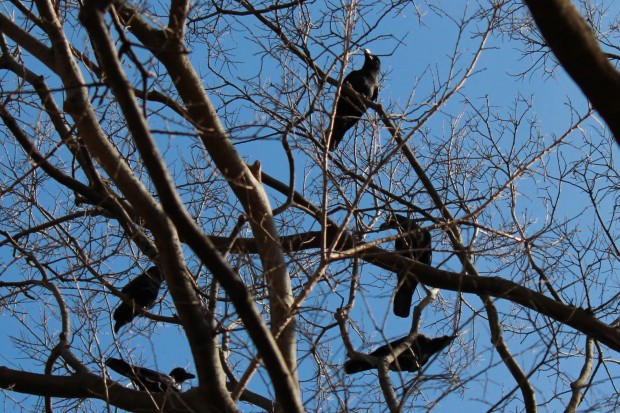 カラス - Japanese Crows