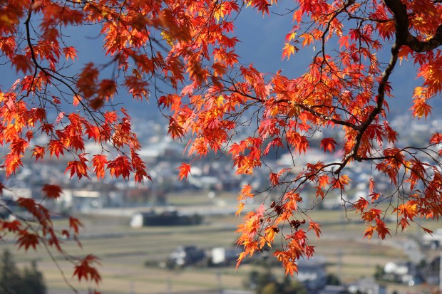 長福寺の大銀杏 - The big ginkgo tree at shrine Choufukuji in Japan