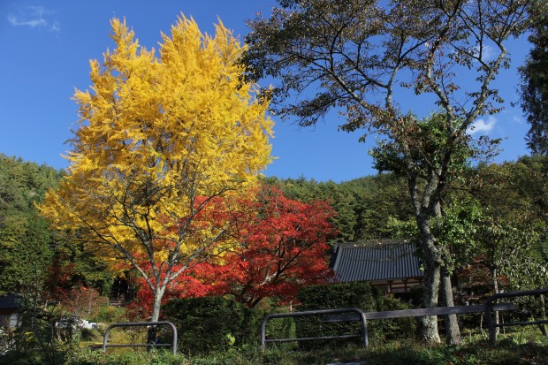 長福寺の大銀杏 - The big ginkgo tree at shrine Choufukuji in Japan