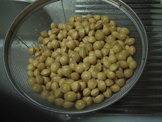 銀杏拾い - Picking Ginkgo Nuts
