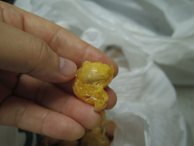 銀杏拾い - Picking Ginkgo Nuts