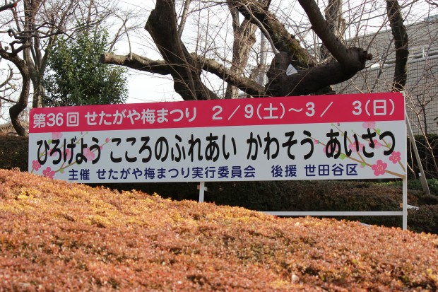 せたがや梅まつり - Setagaya Japanese ume blossom festival at Hanegi Park in Tokyo