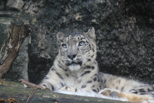 ヴァルデマール（ユキヒョウ） - Valdemar, Snow Leopard