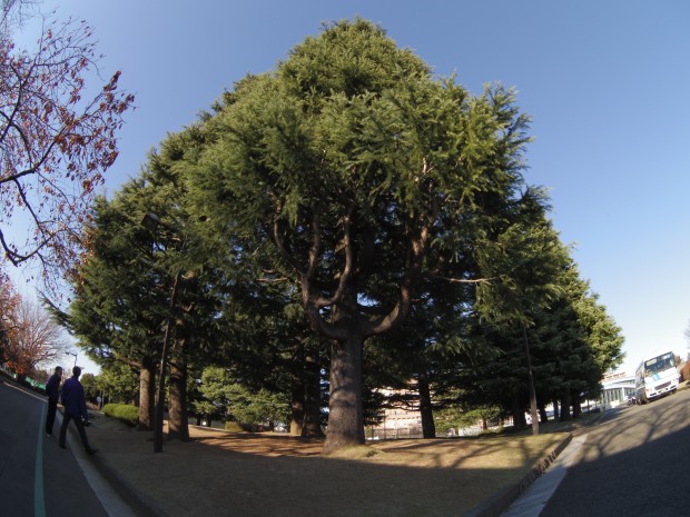 大蔵運動公園の木 - A tree at Ookura undou park in Japan