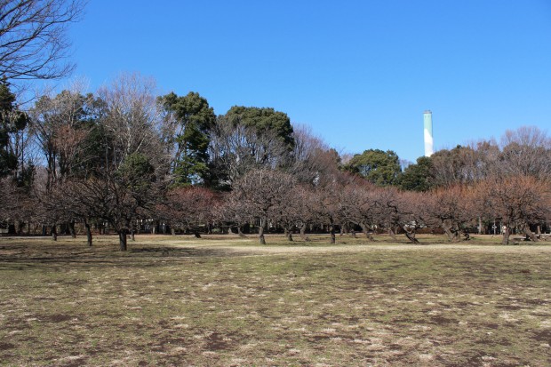 砧公園の梅 - Japanese ume blossom at Kinuta Park in Tokyo