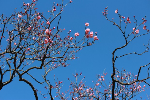 大蔵運動公園の梅 - Japanese ume blossom at Ookura undou Park in Tokyo