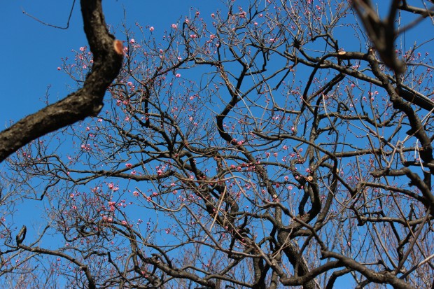 大蔵運動公園の梅 - Japanese ume blossom at Ookura undou Park in Tokyo