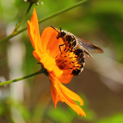 セイヨウミツバチ - Apis mellifera