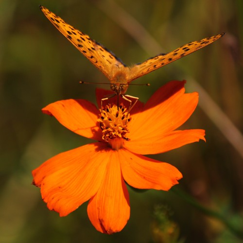 キタテハ - Asian comma butterfly