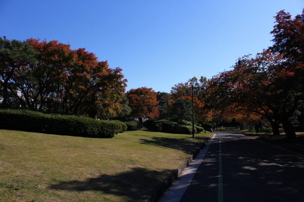 紅葉（大蔵運動公園） - Autumn foliage at Ookura undou park in Japan