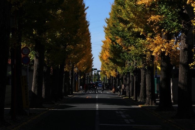 紅葉（成城学園前の銀杏並木） - Autumn foliage at Seijou in Japan