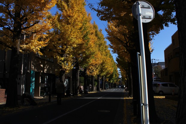 紅葉（成城学園前の銀杏並木） - Autumn foliage at Seijou in Japan