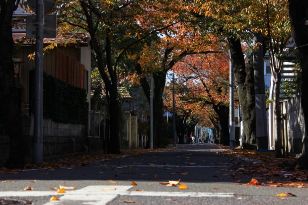 紅葉（成城） - Autumn foliage at Seijou in Japan