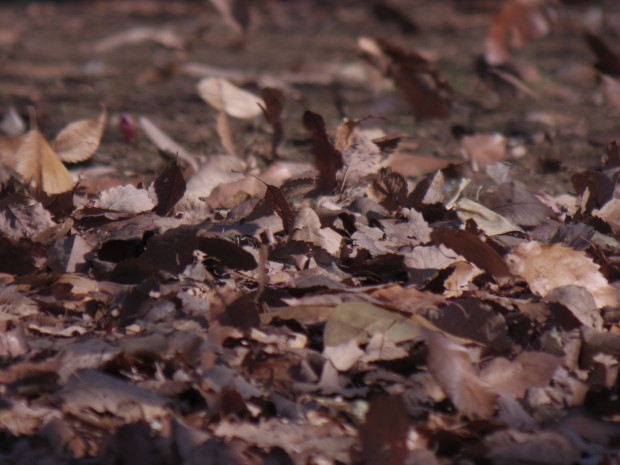 落ち葉 - Fallen leaves