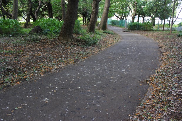 銀杏の実（砧公園） - Gingko nuts at Kinuta park in Japan