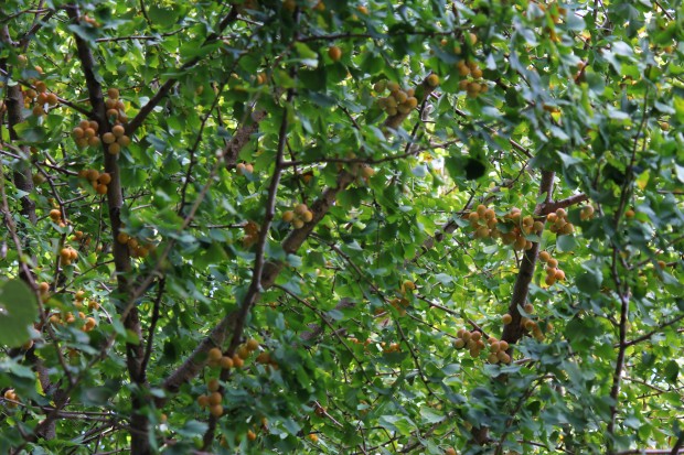 銀杏 - Ginkgo tree