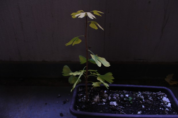 銀杏の木 - The ginkgo tree