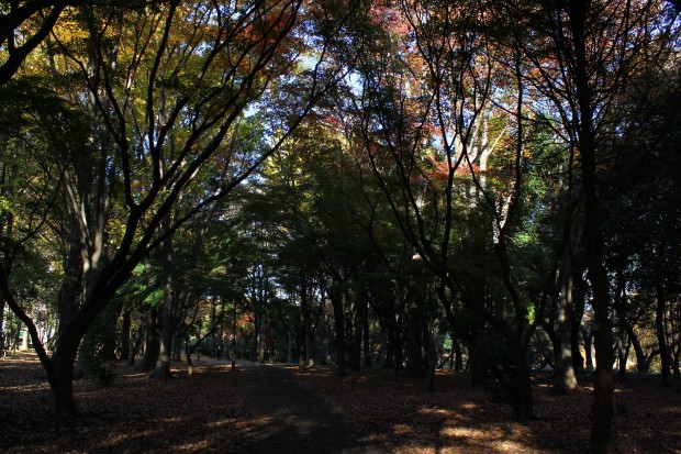 紅葉（砧公園） - Autumn foliage at Kinuta park in Japan