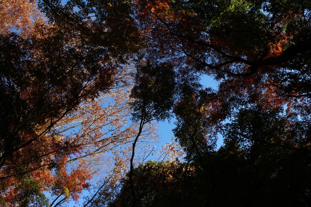 紅葉（砧公園） - Autumn foliage at Kinuta park in Japan