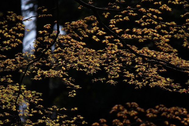 砧公園のモミジ - Japanese maple at Kinuta Park in Tokyo