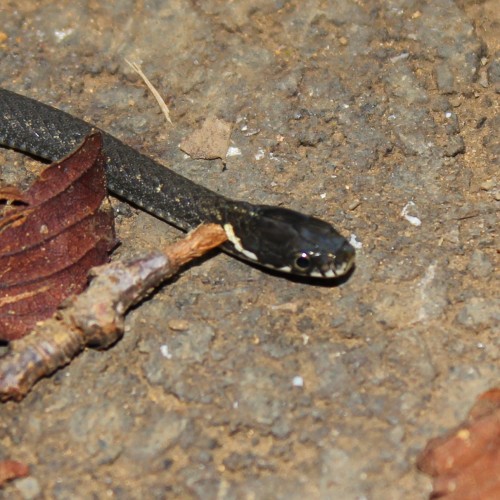アオダイショウの赤ちゃん - Japanese rat snake baby
