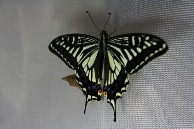 ナミアゲハ - The japanese swallowtail butterfly