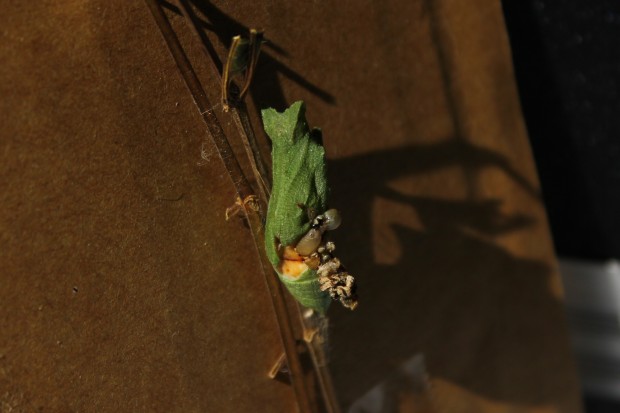 ナミアゲハの蛹 - Japanese swallowtail butterfly pupae