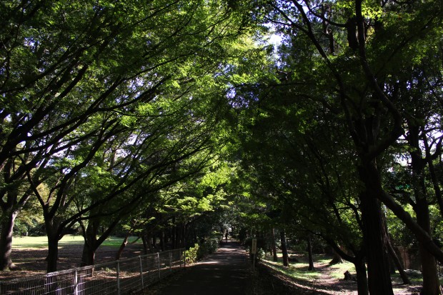 紅葉（砧公園） - Momiji at Kinuta park in Japan