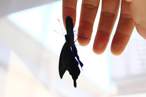 クロアゲハ - Papilio protenor