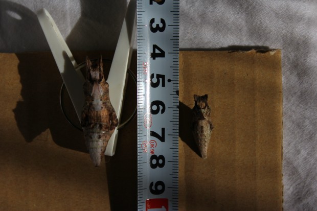 クロアゲハとナミアゲハの蛹 - Papilio protenor and Japanese swallowtail butterfly pupae