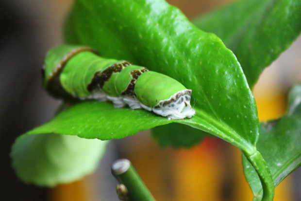 クロアゲハの幼虫 - The papilio protenor larvae