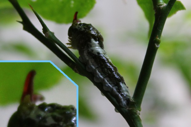 クロアゲハの幼虫 - The papilio protenor larvae